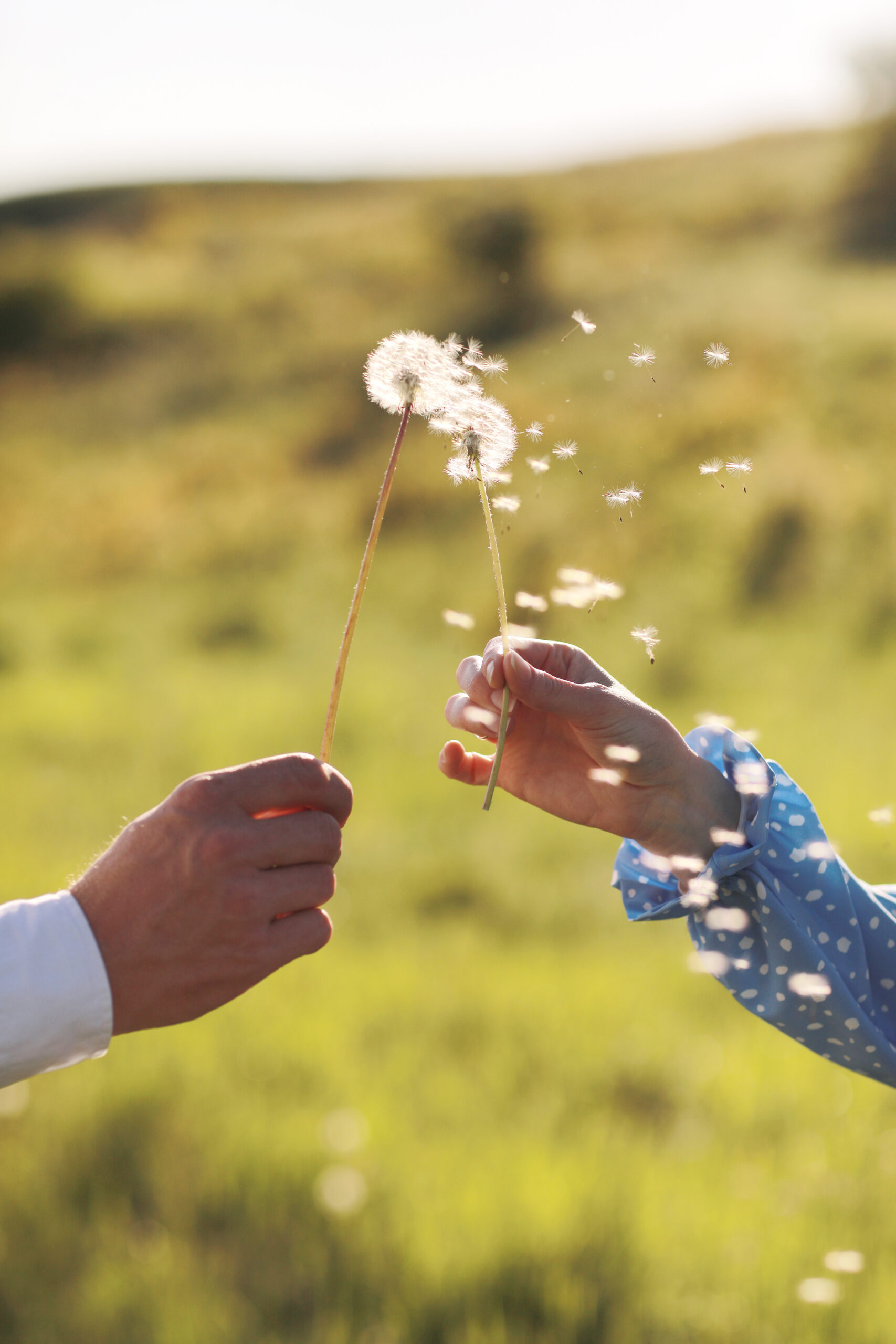 Young loving couple holding in hands dandelions in summer park on green natural background, view of hands. A pair of hands holds an dandelions.