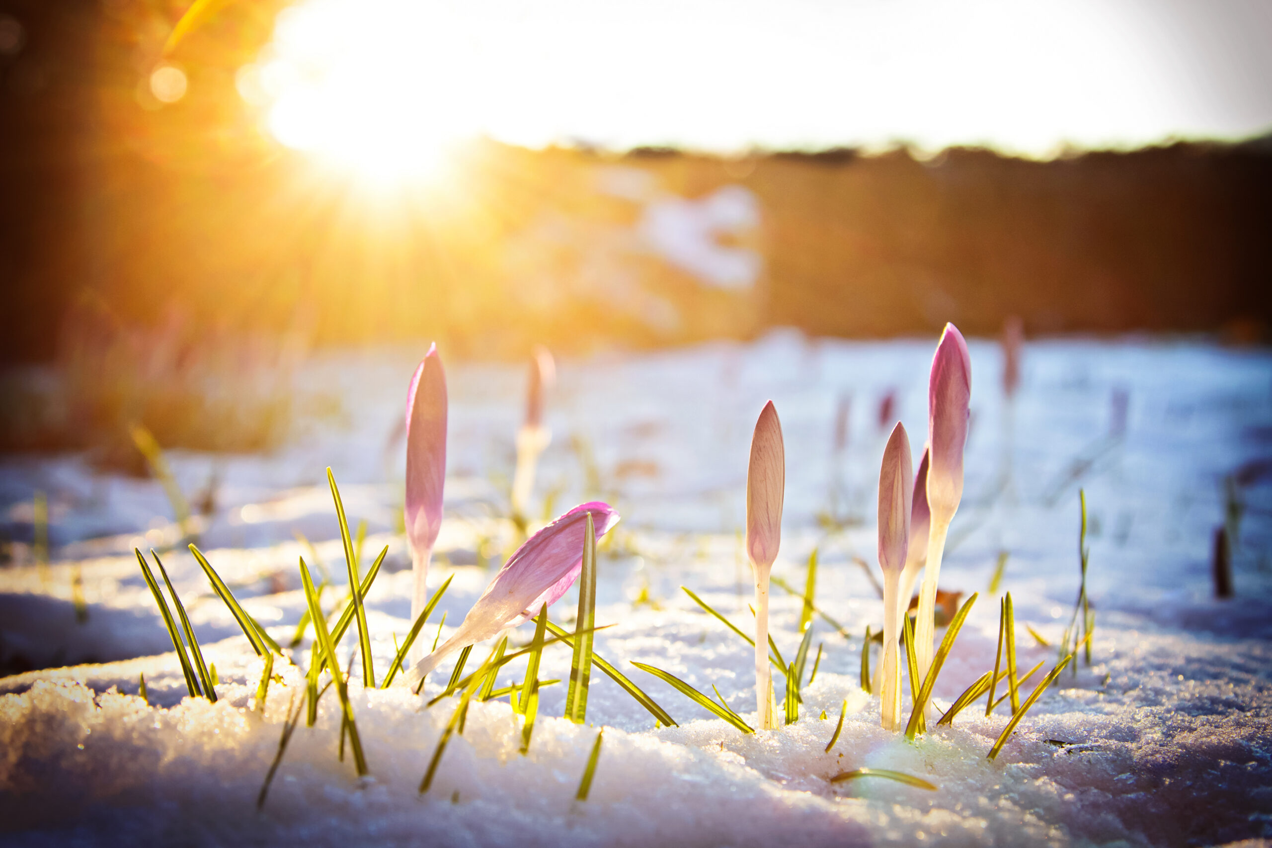 Krokusse im Schnee unter abendlichem Frühlingslicht